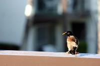 KIHEI, MAUI, HAWAI'I - April 2005 - A myna waits for us to throw him some more food.
