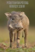 portrait of a warthog piglet stock photo
