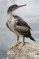 Common Shag ( Phalacrocorax aristotelis ) , Ibiza , Balearen , Spanien stock photo