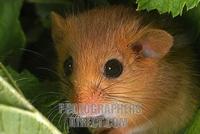 hazel dormouse ( Muscardinus avellanarius ) stock photo