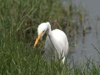 Great White Egret