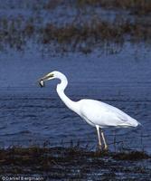 Great White Egret Ardea alba alba