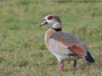 Egyptian Goose