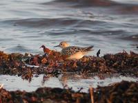 Buff-breasted Sandpiper (Tryngites subruficollis)