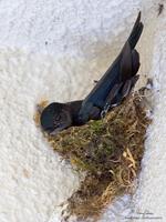 Glossy Swiftlet Collocalia esculenta