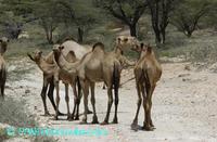 Camelus dromedarius ssp