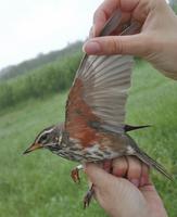 Redwing (Turdus iliacus)