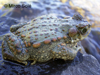 : Bufo arunco