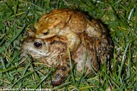 : Bufo bufo; Common Toad