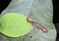 : Bolitoglossa hartwegi