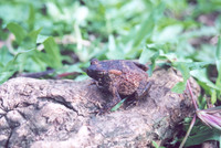 : Bufo gracilipes