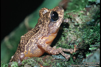 : Philautus vermiculatus