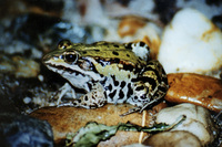 : Rana esculenta; Edible Frog