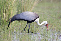 : Grus carunculatus; Wattled Crane