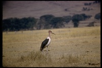 : Leptoptilos crumeniferus; Marabou Stork