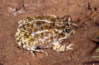 : Tomopterna delalandii; Delalande's Sand Frog