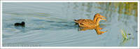 : Rallus longirostris; Clapper Rail