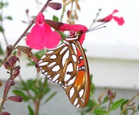 : Agraulis vanillae; Gulf Fritillary