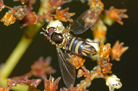 : Allograpta obliqua; Hover Fly