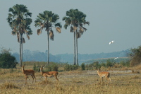 : Aepyceros melampus melampus; Southern Impala