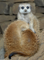 : Suricata suricatta; Meerkat