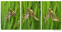 : Gomphus vulgatissimus; Common Clubtail