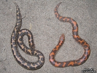 : Eryx colubrinus loveridgei; Kenyan Sand Boa