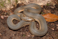 : Regina grahamii; Graham's Crayfish Snake