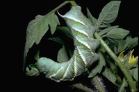 : Manduca sexta; Tomato Hornworm (caterpillar)