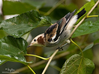 Chestnut-cheeked Starling (Male) Scientific name - Sturnus philippensis