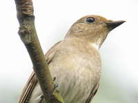 Cyanoptila cyanomelana Blue-and-White Flycatcher オオルリ♀