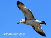 Larus ichthyaetus Great Black-headed Gull 漁鷗 045-022