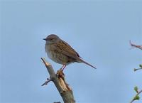 바위종다리(dunnock)