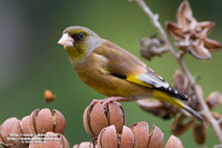 Grey-capped Greenfinch 金翅雀