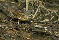 Black-faced Bunting