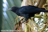 Mangoverde World Bird Guide Photo Page: Asian Koel Eudynamys scolopacea