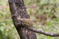 Yellow-streaked Warbler