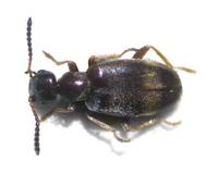 Microhoria caprai