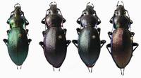 Carabus scheidleri