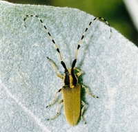 Agapanthia kirbyi