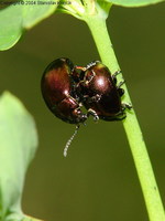 Chrysolina varians var. centaura