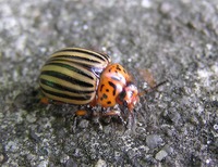 Leptinotarsa decemlineata - Colorado Potato Beetle