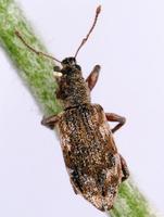 Polydrusus tereticollis