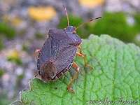 Palomena prasina - Green Shield Bug