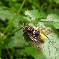 Cimbex luteus