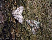 Epirrita autumnata - Autumnal Moth