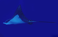 Aetobatus narinari, Spotted eagle ray: fisheries, gamefish