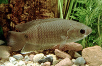 Ctenopoma kingsleyae, Tailspot ctenopoma: aquarium