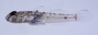 Cabillus tongarevae, Tongareva goby: