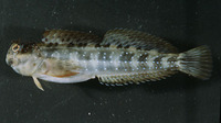 Istiblennius meleagris, Peacock rockskipper: